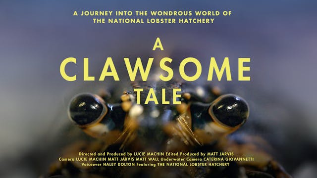 A Clawsome Tale WCFF 2025