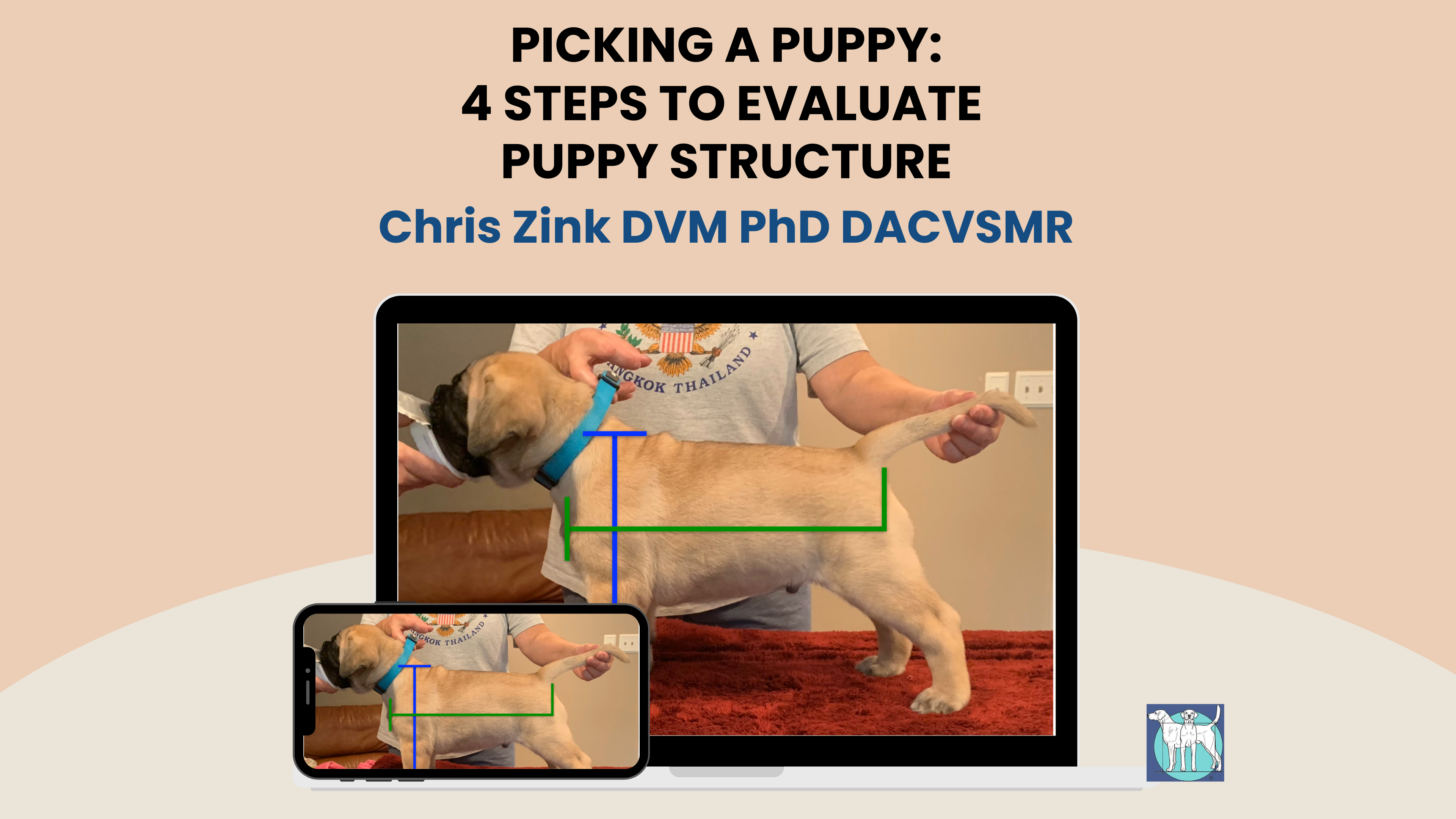 4 Easy Steps to Evaluating Puppy Structure