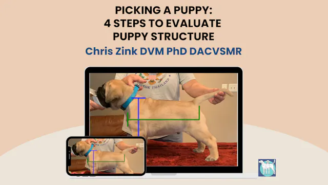 4 Easy Steps to Evaluating Puppy Structure