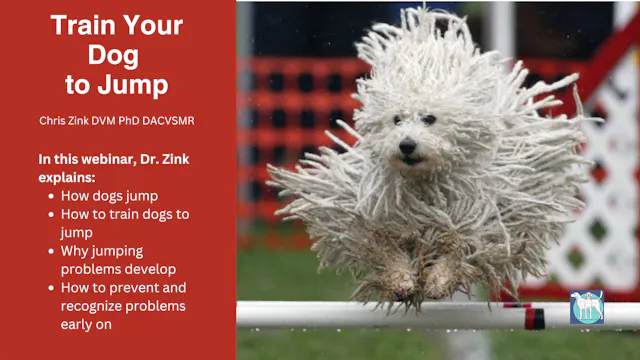 Train Your Dog to Jump Webinar