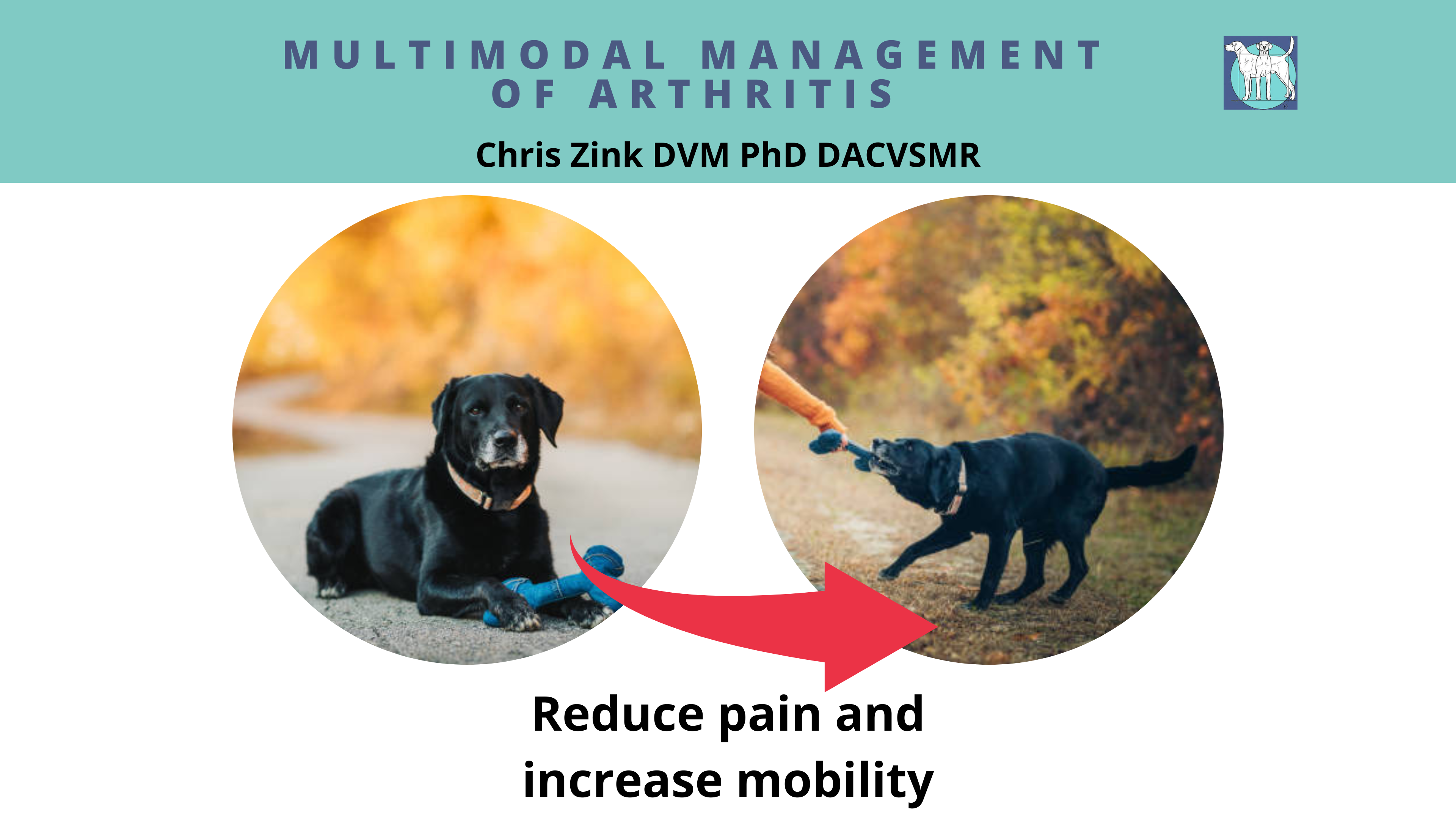 Managing Arthritis in Active Dogs Webinar