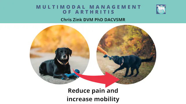 Managing Arthritis in Active Dogs Webinar