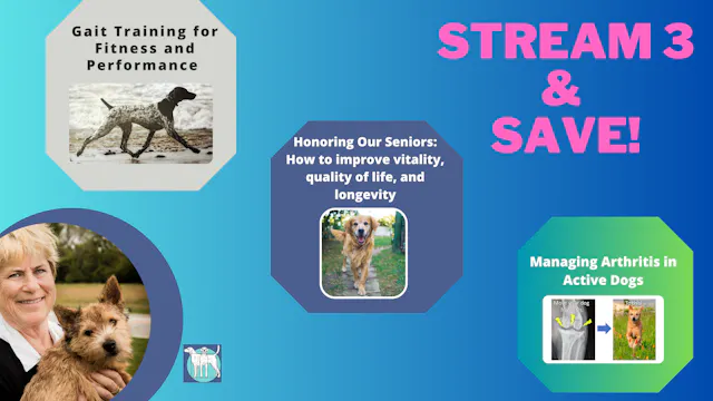 Three Video Series: Gait, Senior Dogs & Arthritis