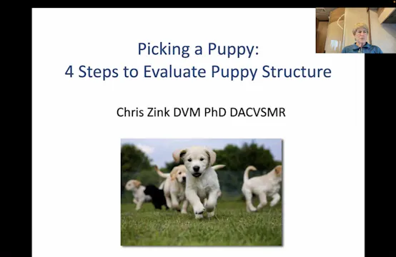 4 Easy Steps to Evaluating Puppy Structure by Dr. Chris Zink of Canine Sports Productions