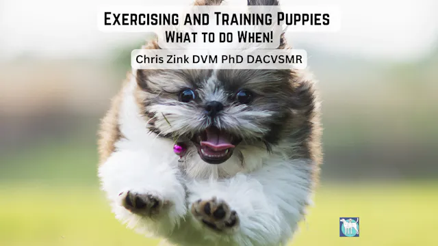 Exercising and Training Puppies - What to do When!