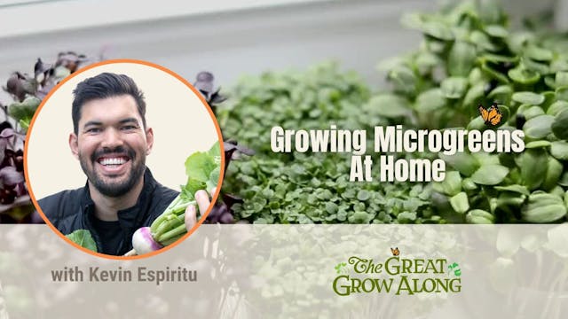 Growing Microgreens at Home