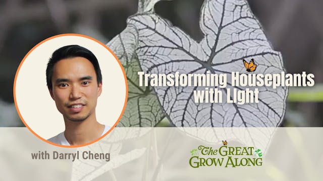 Transforming Houseplants with Light