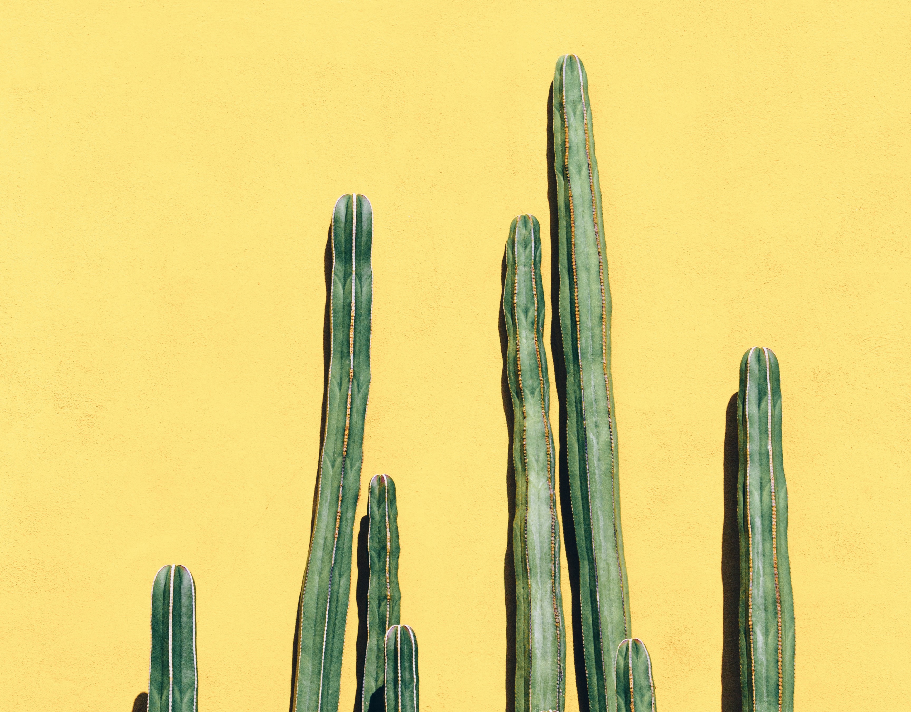 Diet Choices For Healthier Hair