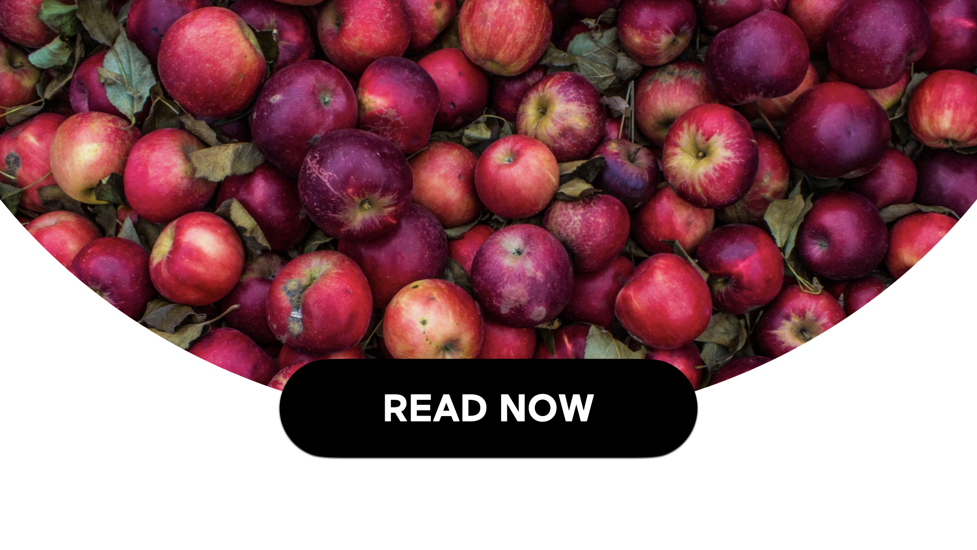 Embracing Fall Superfoods For Health & Wellness (2 Min Read)