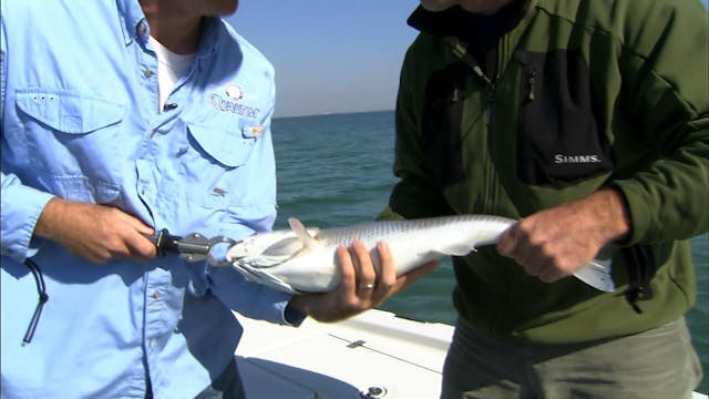 Shoaling Red Drum - S2E30