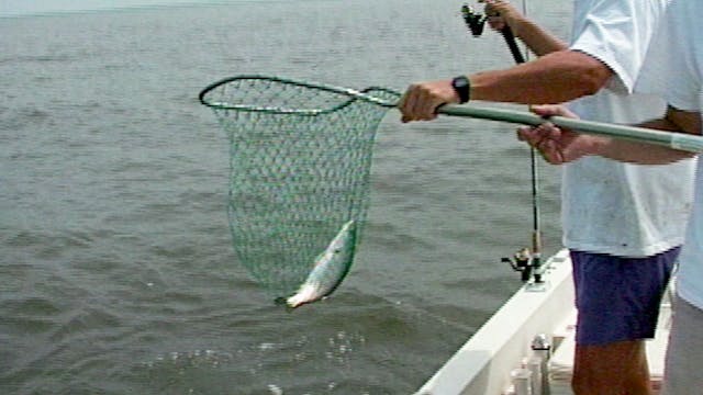 Light Tackle Speckle Trout - Classic ...