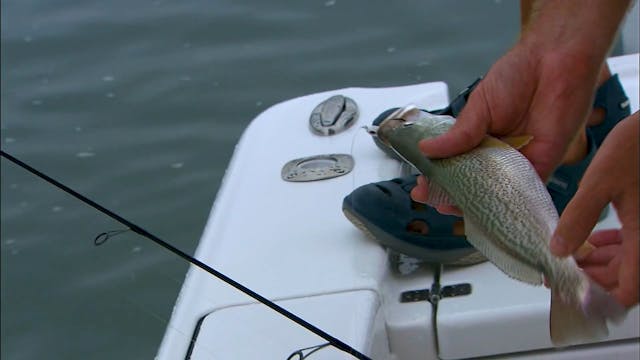 Tagging Expedition Grey Trout - S6E21