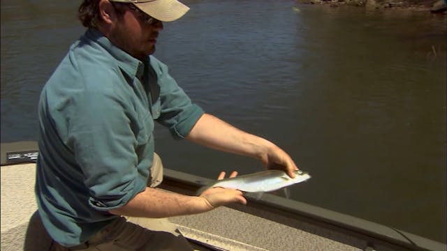 How To Tie A Quick Double Shad Rig  |...