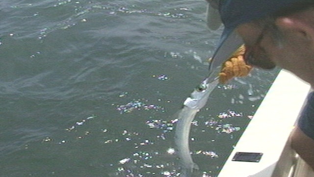 Shallow Water Houndfish - Classics S8E17