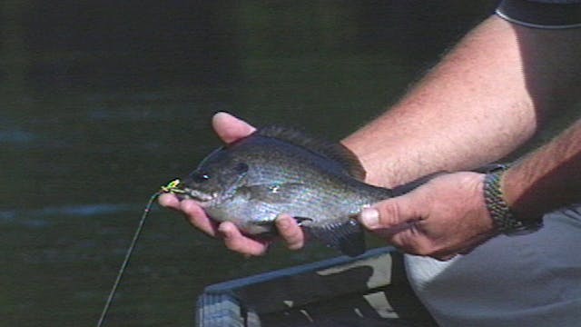 Piedmont Panfish - Classics S8E6