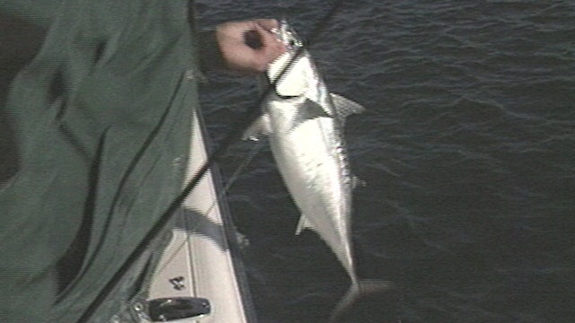 Cape Lookout Albacore - Classics S8E7