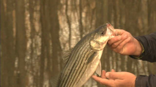 Winter Stripers On Top - S5E8
