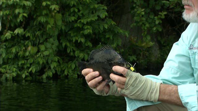 Bluegill on the Fly - S2E20