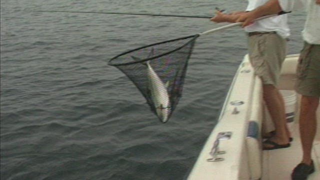 Light Tackle Spanish - Classics S5E09