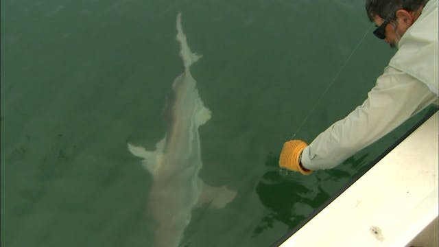 Sharks On The Fly - S4E4