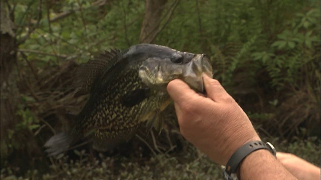 Currituck Crappie - S1E23