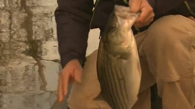 How To Catch Winter Stripers On Top W...
