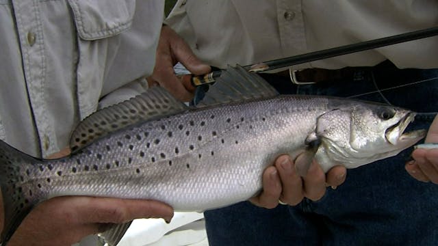 How To Catch Speckled Trout On Top Wa...