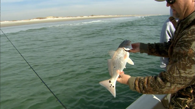 Surf Zone Red Drum - S1E02