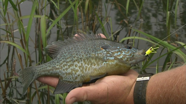 Pumpkinseed Up Close - S4E5