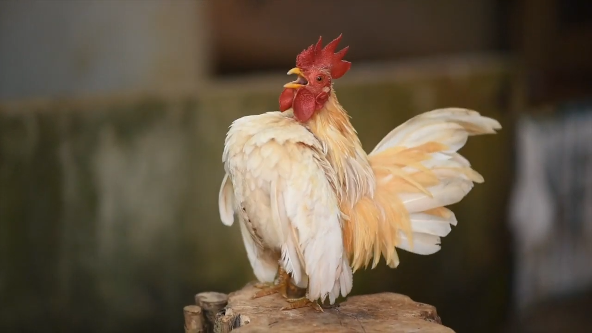 Chickens and Roosters