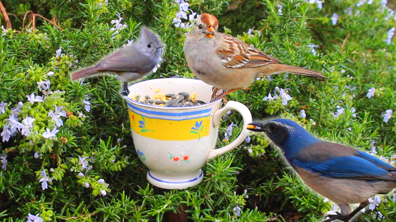 Birds in the Country