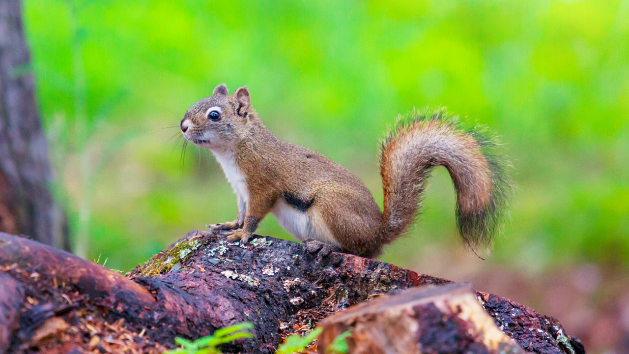 Squirrel Compilation