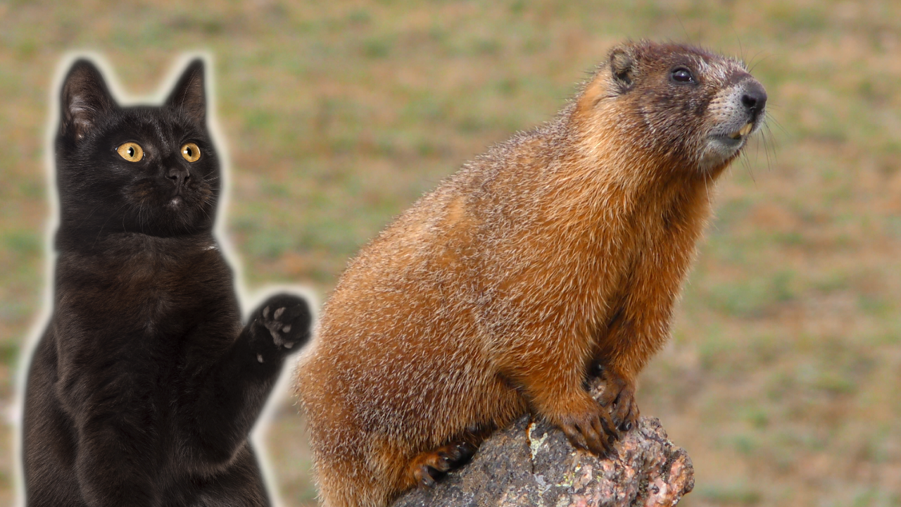 Website Exclusive Content