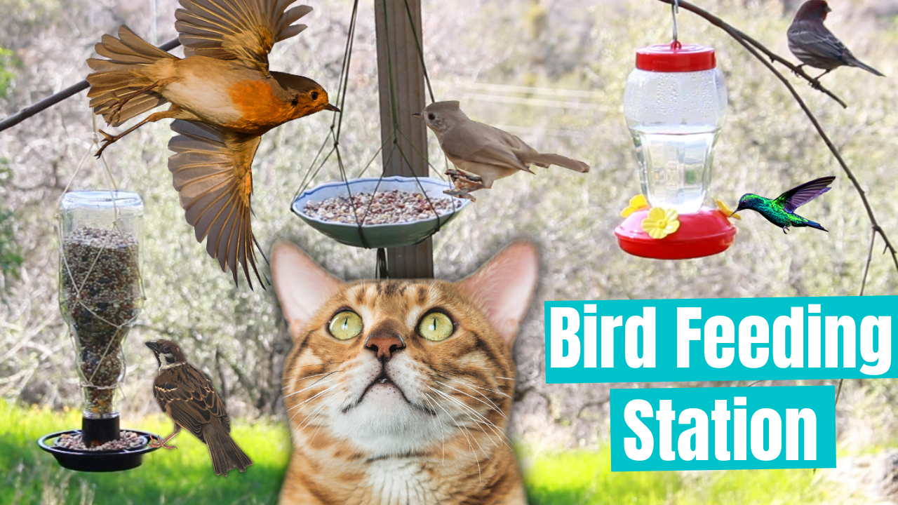 Bird Feeding Station