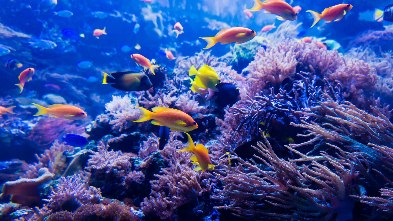 Fish Video for Cats - Fish Videos - Cat Entertainment