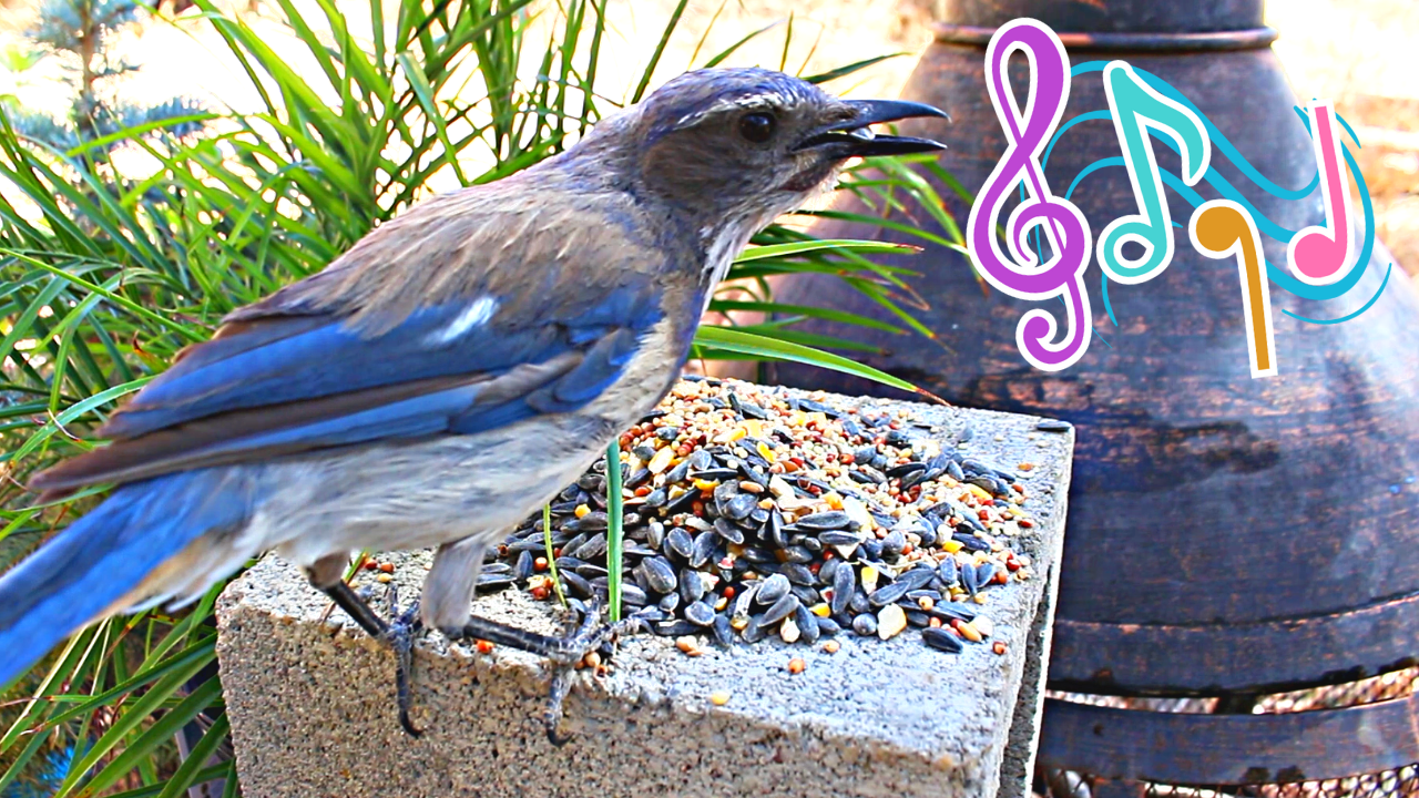 Cat TV Relaxing Bird Video with Music for Cats