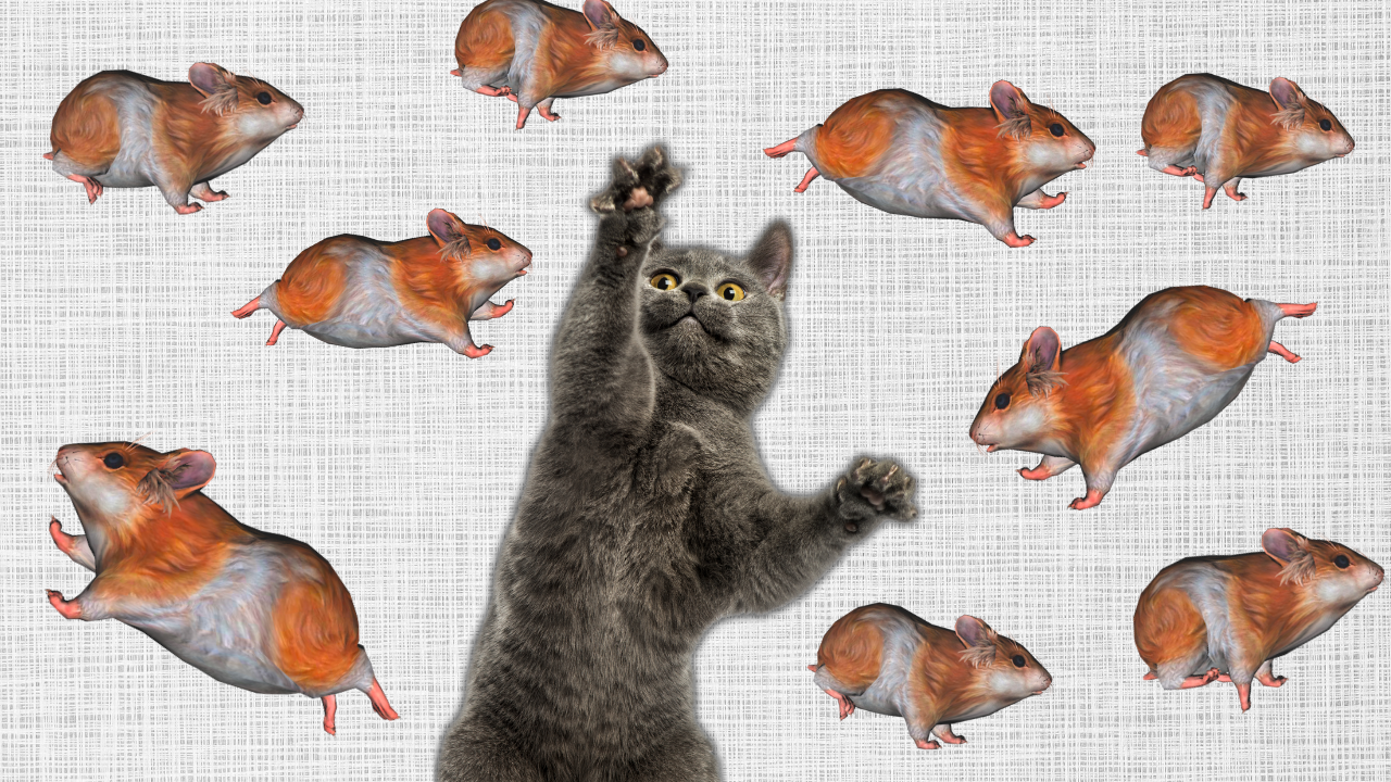 Catch the Hamster Game