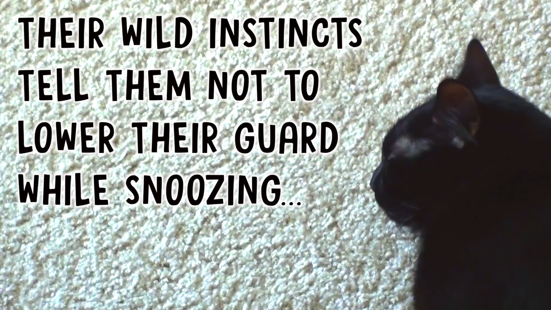 CVF Creature Comforts Edition