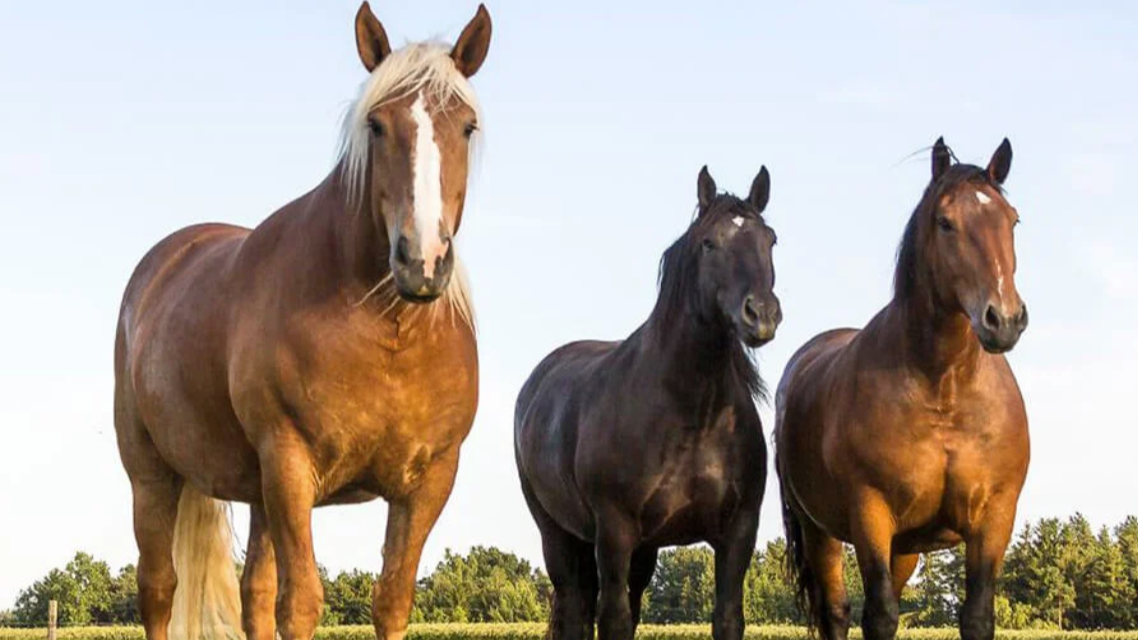 Pferderassen | Portraits - Alle Videos