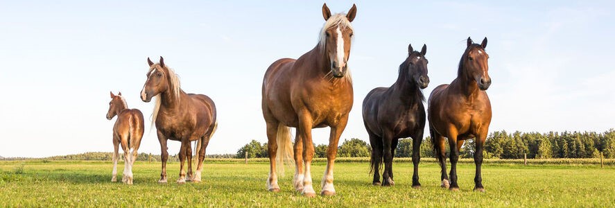 Pferderassen-Portraits (mit Kenzie Dysli)