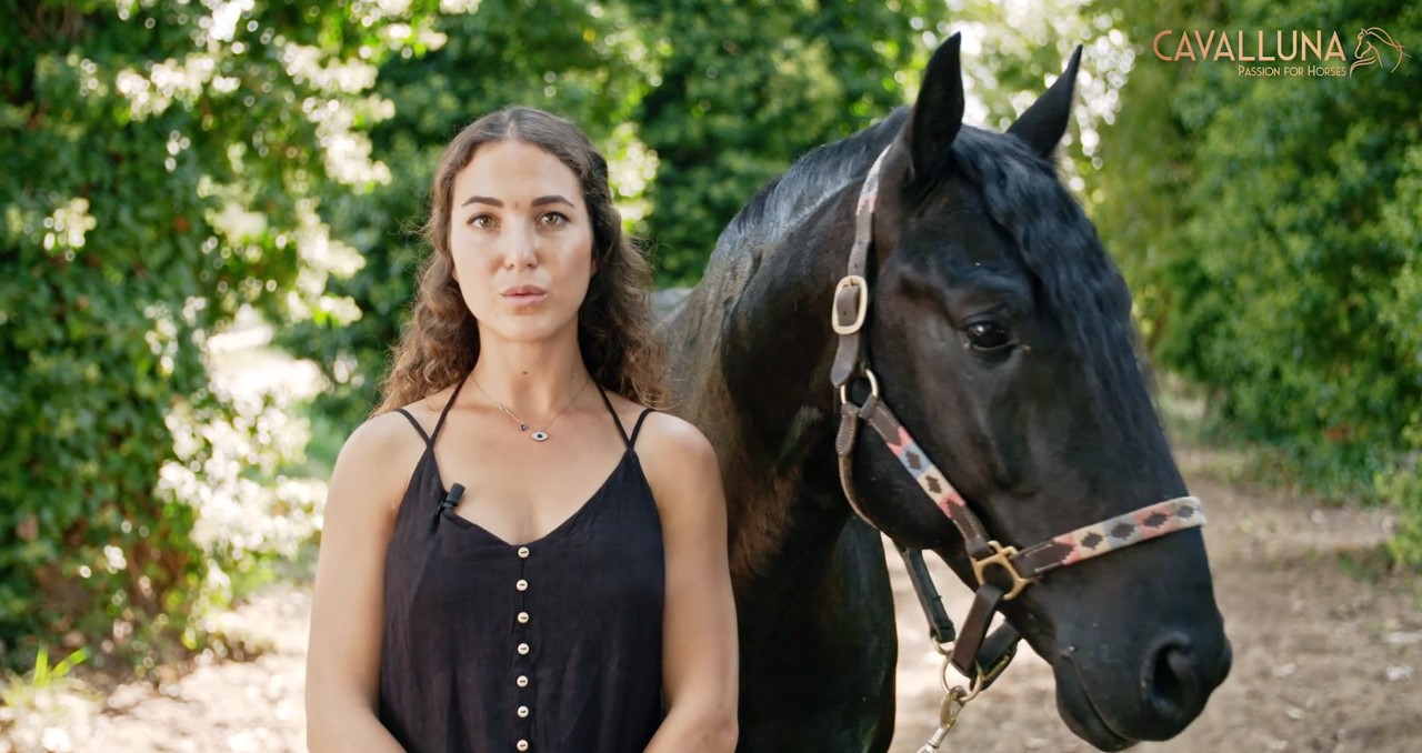 "PRE / Pura Raza Española" - Pferderassen-Portrait