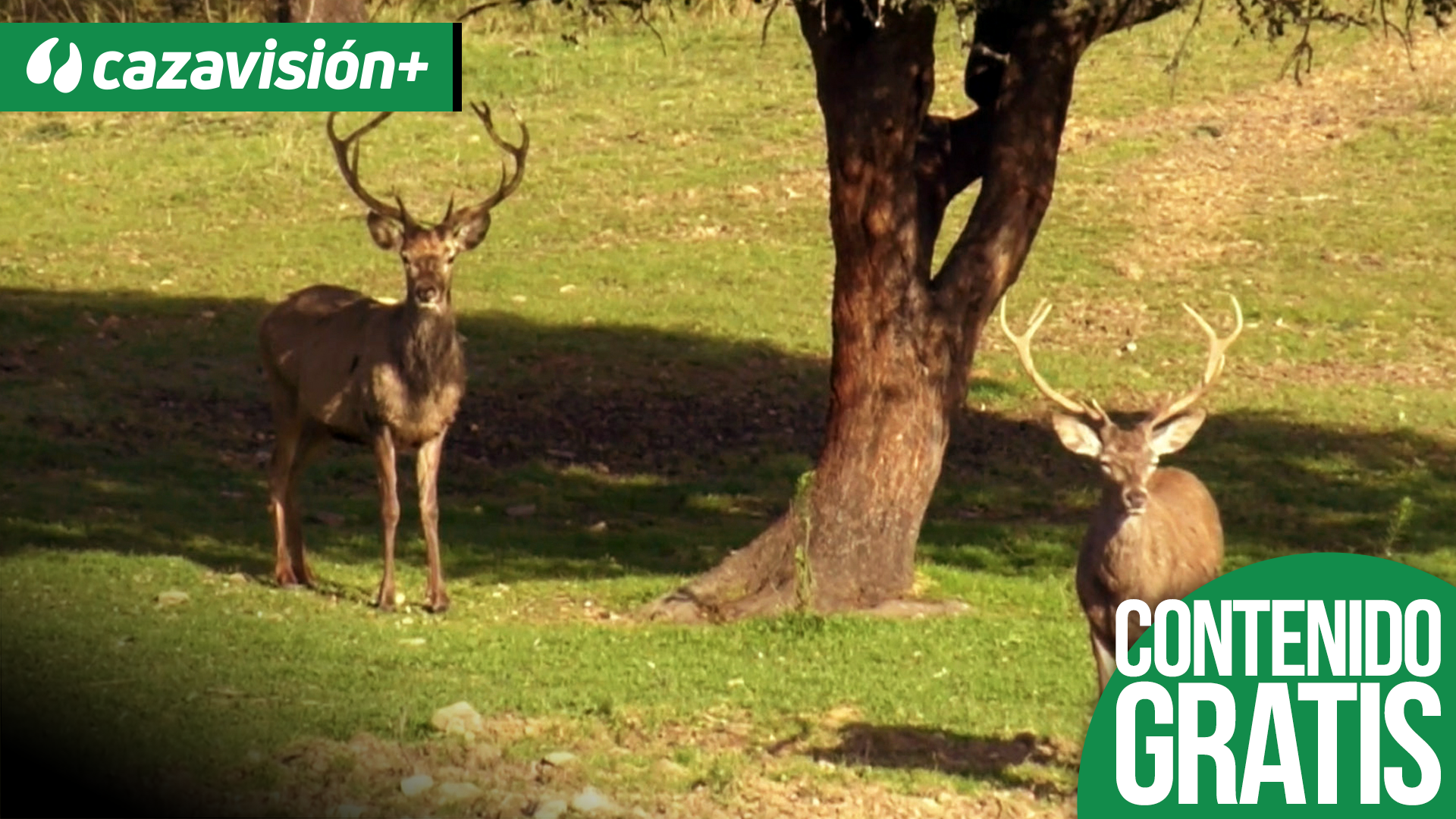 Recechando venados en invierno