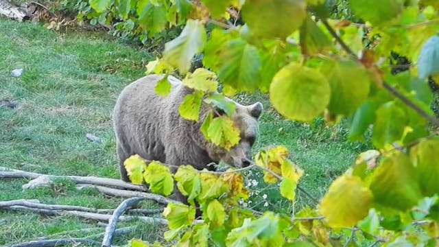 Aguardos de oso pardo en Croacia