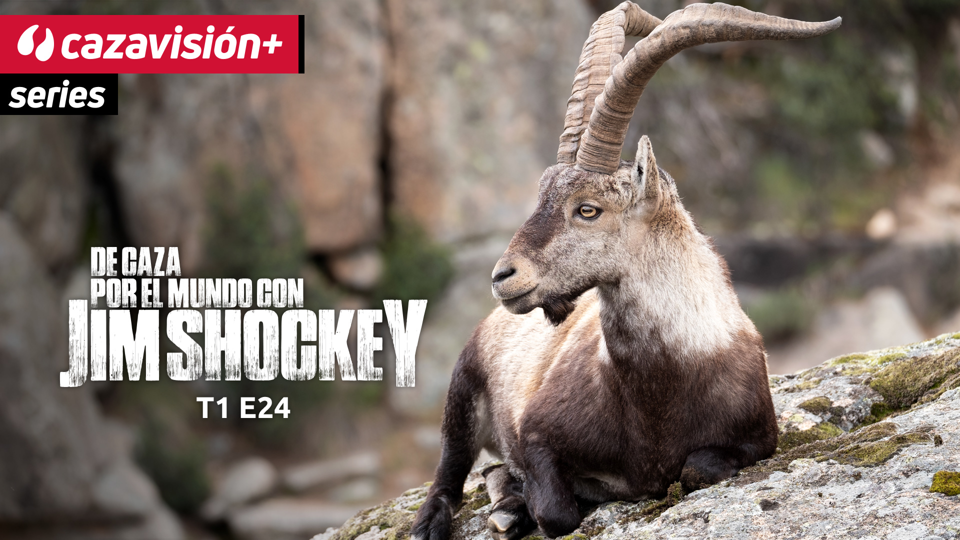 Recechando a los machos monteses en Beceite