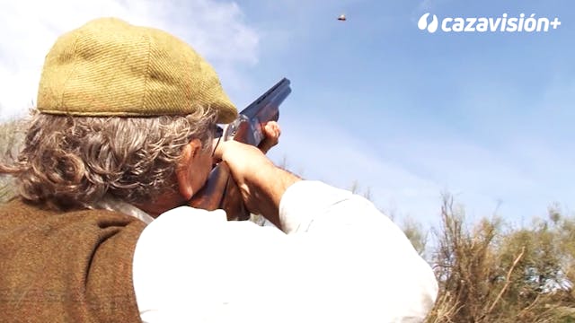 Cómo disparar a faisanes y palomas