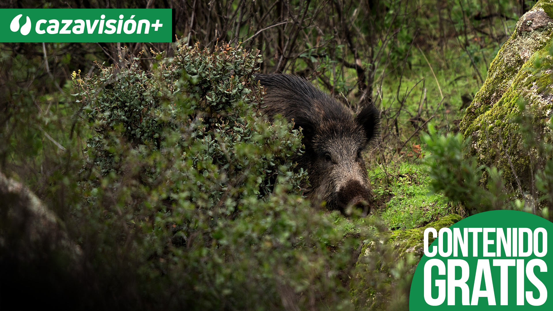 En La Umbría monteando jabalíes