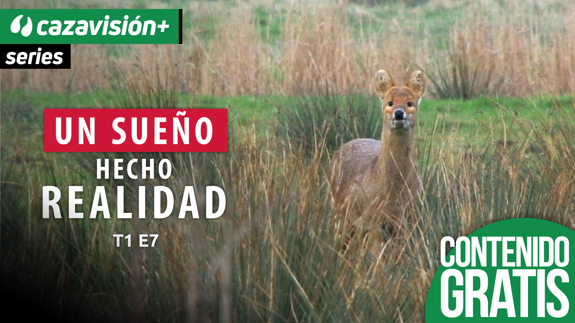 Detrás del ciervo chino de agua en Reino Unido