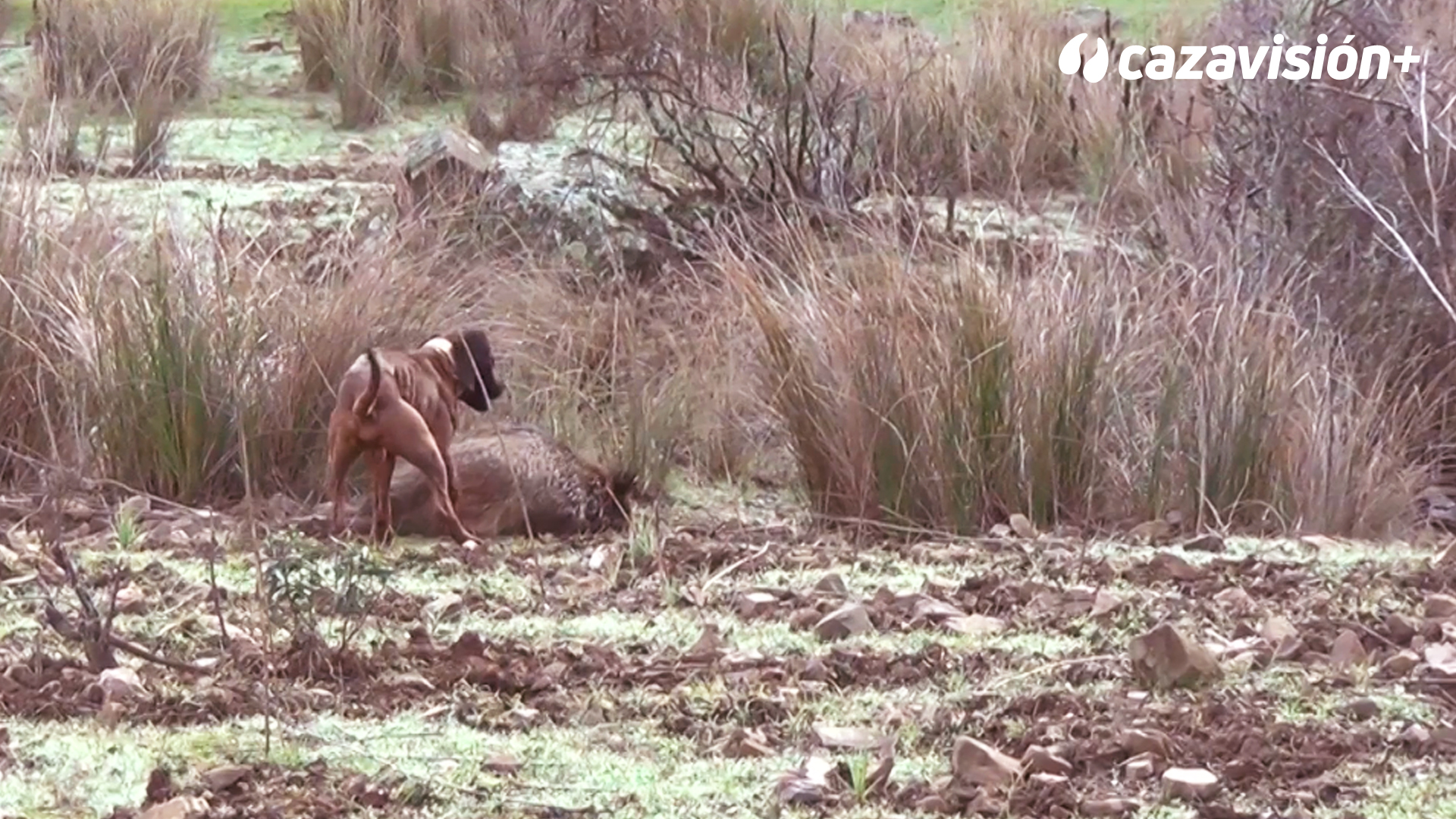 Montería en los Tres Valles