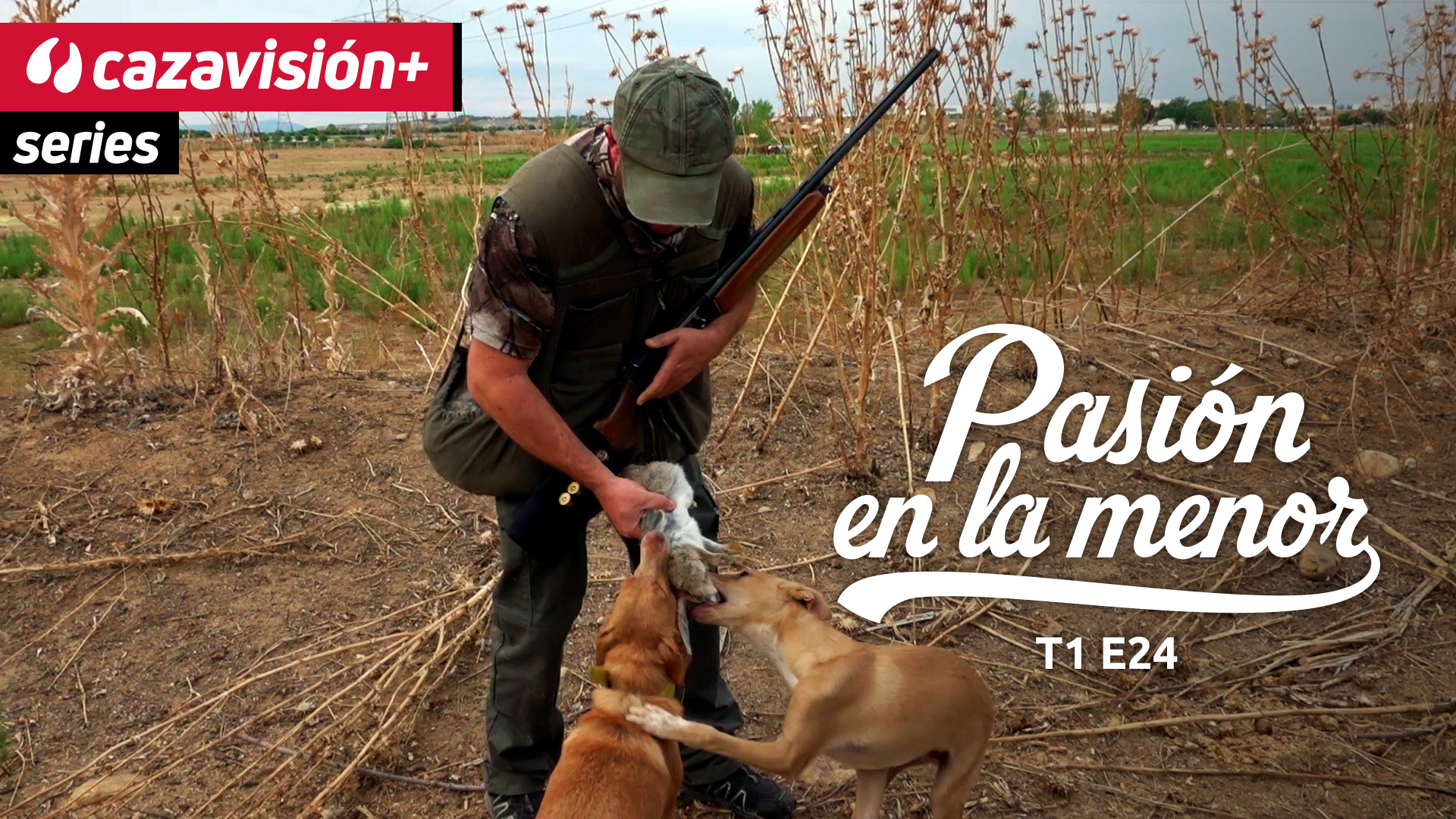 Podencos de castigo en el Jarama