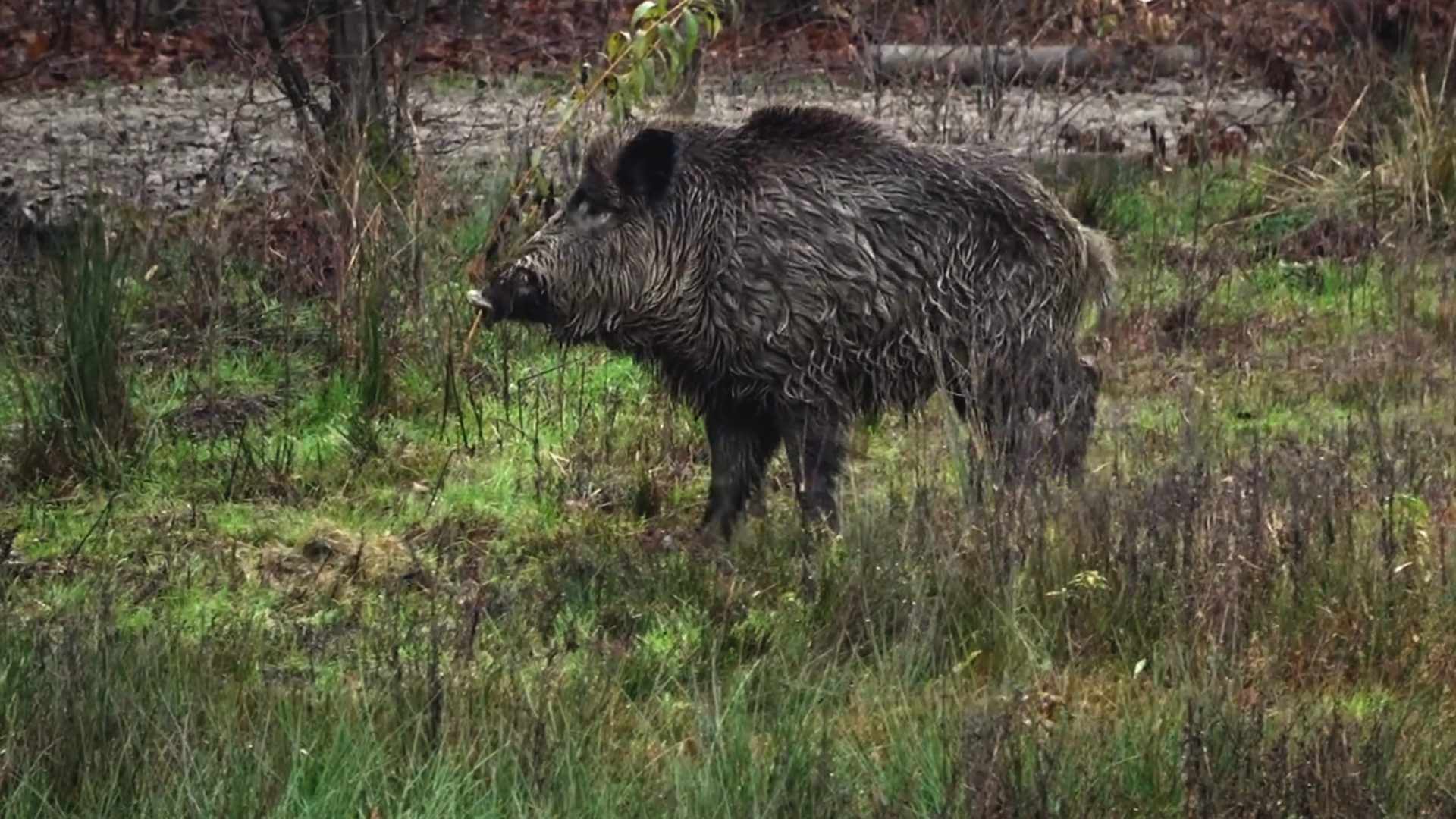 Batidas de jabalí en Austria y Hungría